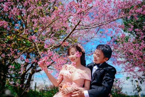 Tranh thủ chụp ảnh cưới với hoa mai anh đào Đà Lạt