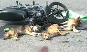 Xe máy tông nhau, 3 con chó đã chết bị văng xuống đường